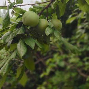 🍀青柠檬🍀头像
