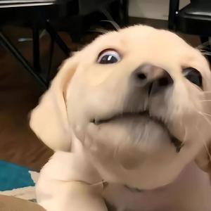 大范搞科普头像
