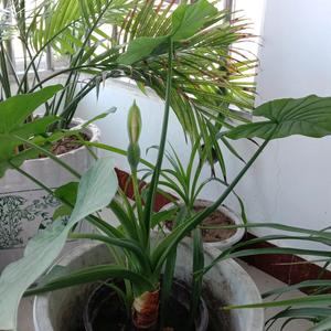 刘小树头像