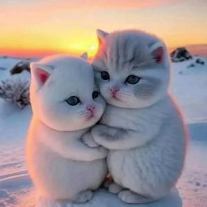 七秒记忆的鱼a 头像