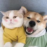 特喵的真狗头像