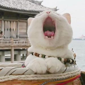 寺屿猫头像
