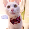 🐱BOBO🐱头像