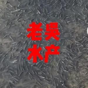 老吴水产头像