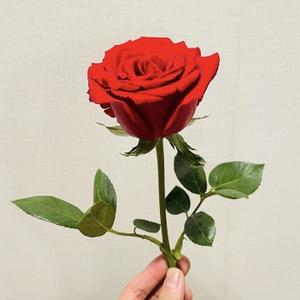 遵从内心就好 头像