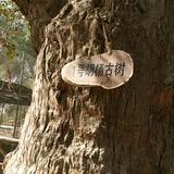 无敌辣米粉头像