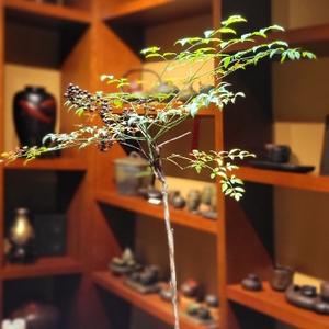 愉悦的百灵鸟XA888头像