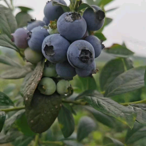 我心飞扬头像