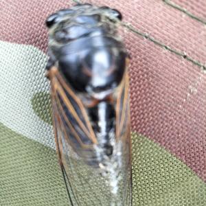 野钓嘉年华头像
