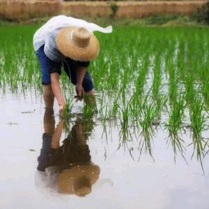canglang头像
