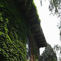安然观茶头像