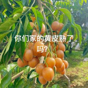郁南无核黄皮果园头像