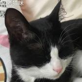 渣猫安安头像