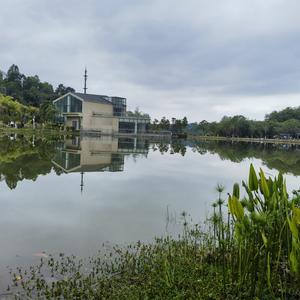 野生的蒲公英头像