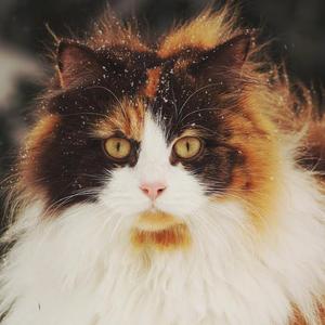 猫眼看世界头像
