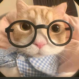 叁叁小猫meme头像