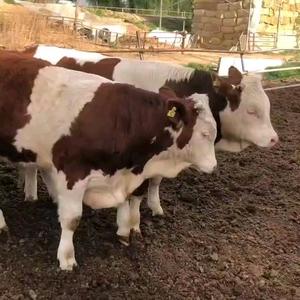 攀达肉牛养殖合作社头像