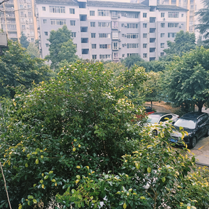 萤火之歌头像