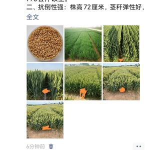 禾禧种业头像