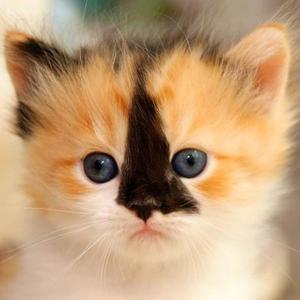 小小灯灯猴头像