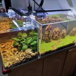 浮萍对鱼缸的影响 西瓜视频