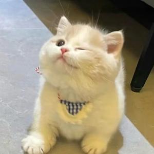古月吖头像