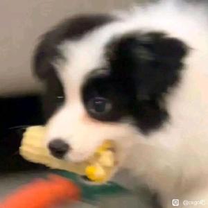 阿年爱干拉头像