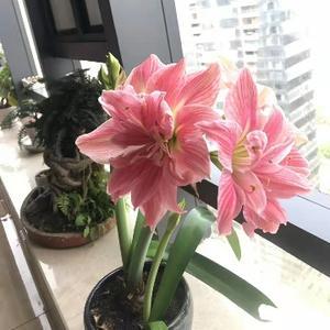 燕子纯音乐。头像
