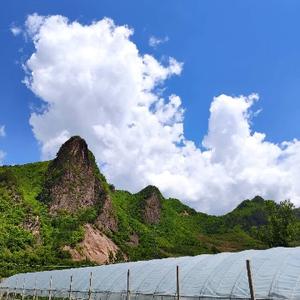 38度6的卡路里头像