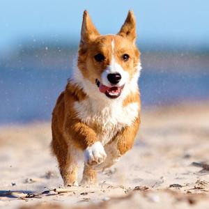 坦荡的小猫0y 头像