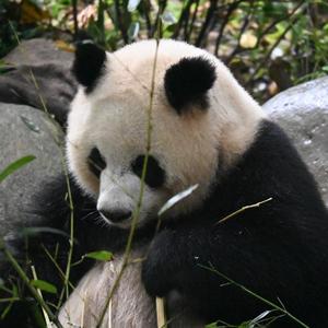 润九菜 头像
