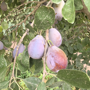 新疆小余头像