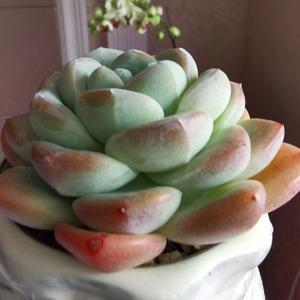 无锡童姥头像