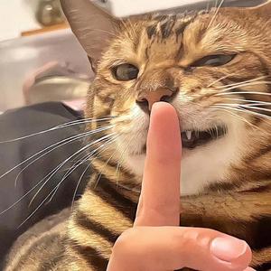 猫个儿头像