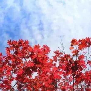 沧海一兴头像