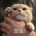 冷寒锋头像
