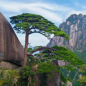 黄山旅游600054头像