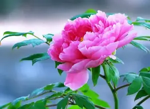 湘湘音乐园头像