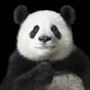 烧水炖大鹅头像