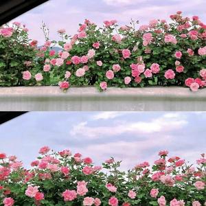 随心解说头像
