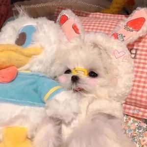 大大大宝贝的猪头像