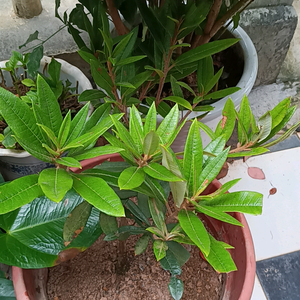 毫无意义头像