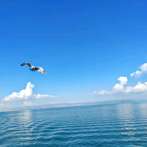大西北小二哥头像