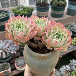 梦梦de露台小花园头像