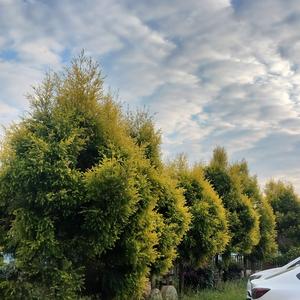 积极的轮船头像