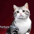 FortuneCat名猫头像