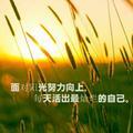 安逸蜻蜓oz头像