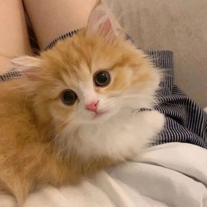猫公主头像