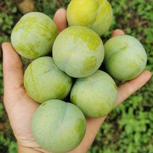 贵州小松头像