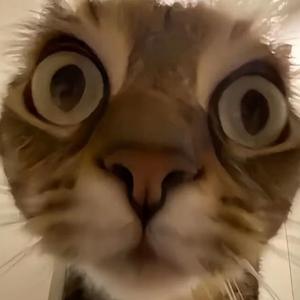 AA西头像